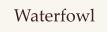 Waterfowl